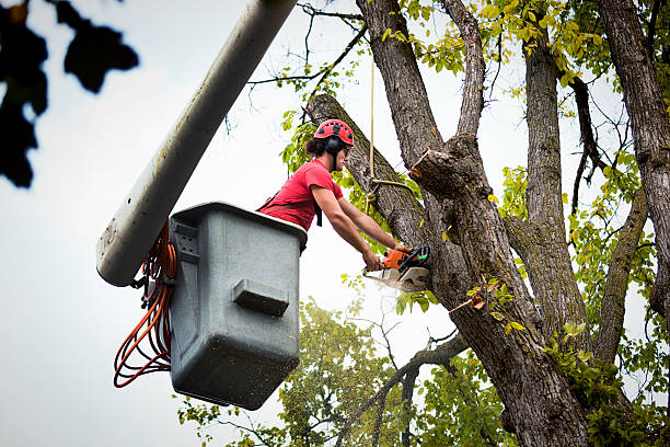 Best Tree Cutting Near Me  in West Wendover, NV